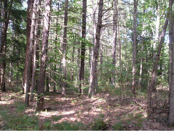 Property Photo:  28 Pond Parish  NH 03031 
