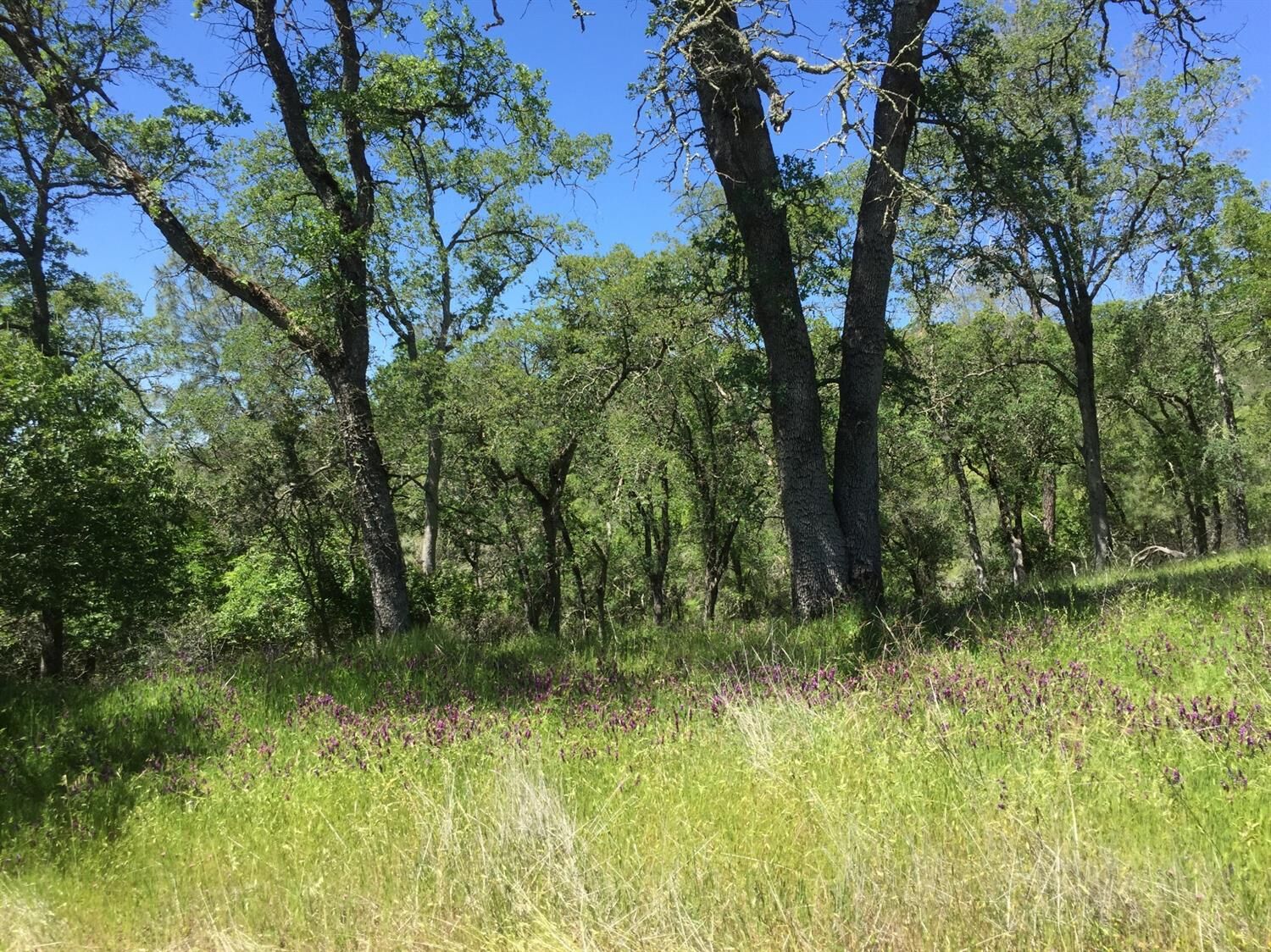 Property Photo: 0 Cothrin Ranch Road CA 95682