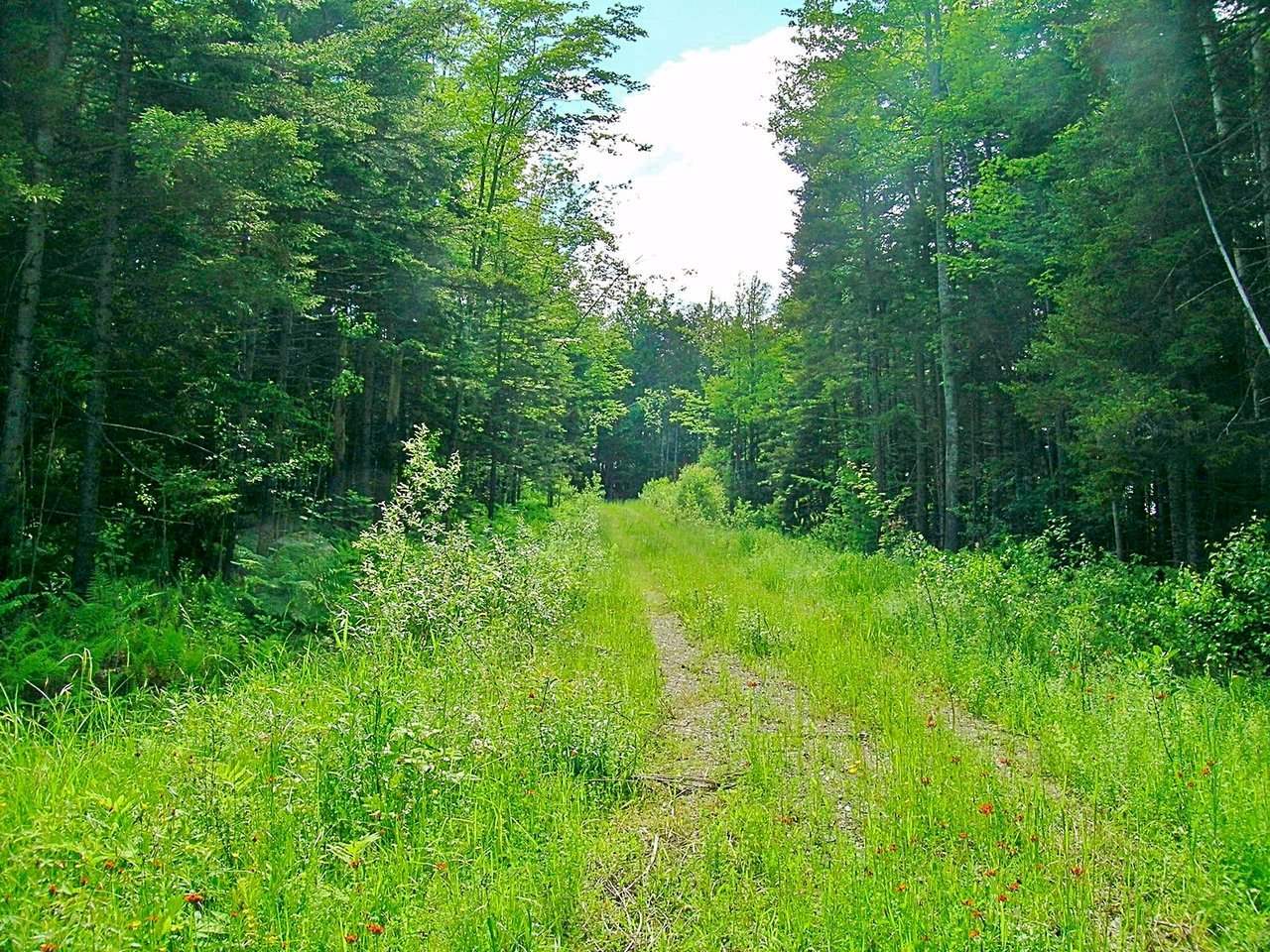 Property Photo: Lot #19 Campbell Road VT 05661