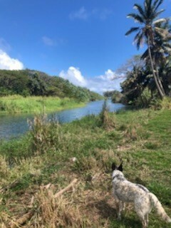 Property Photo:  4-4240-Jj Kuhio Hwy  HI 96703 