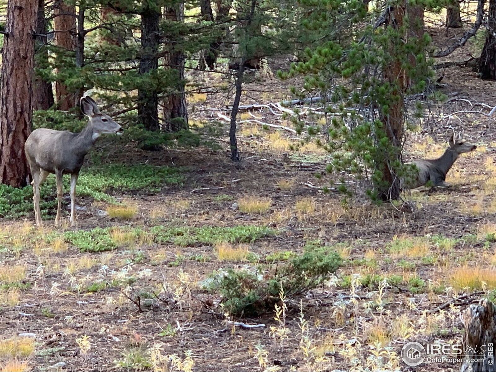Property Photo: 66 Tahosa Park North Rd CO 80510