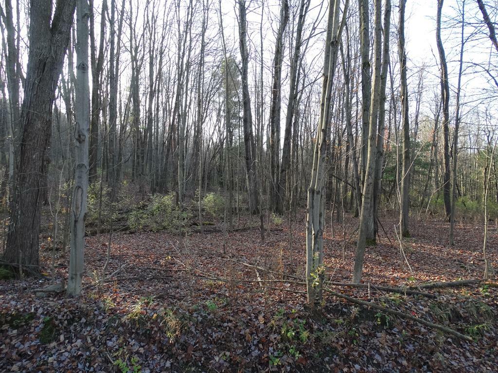 Property Photo:  0 Wolcott Rd.  NY 14830 