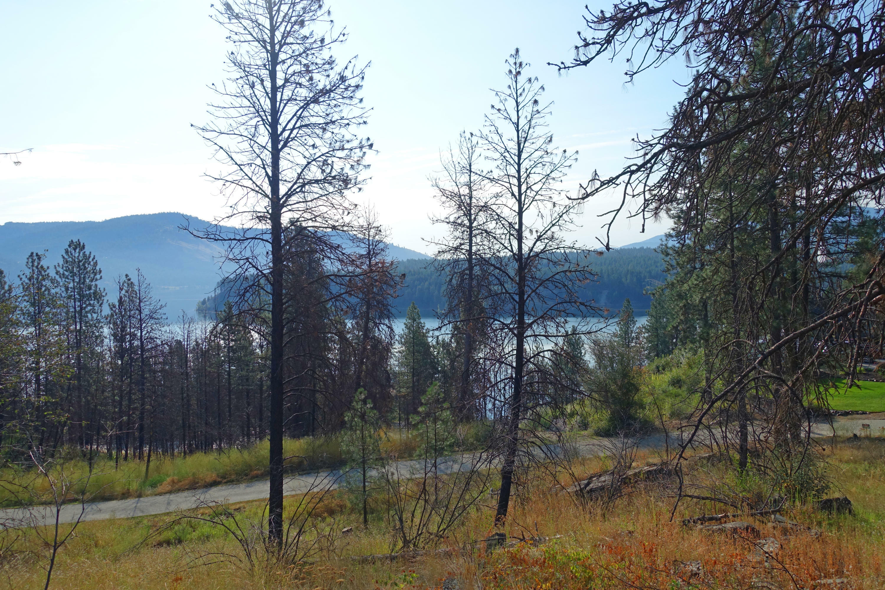 Property Photo: Lot 17 Ponderosa Park Dr WA 99141