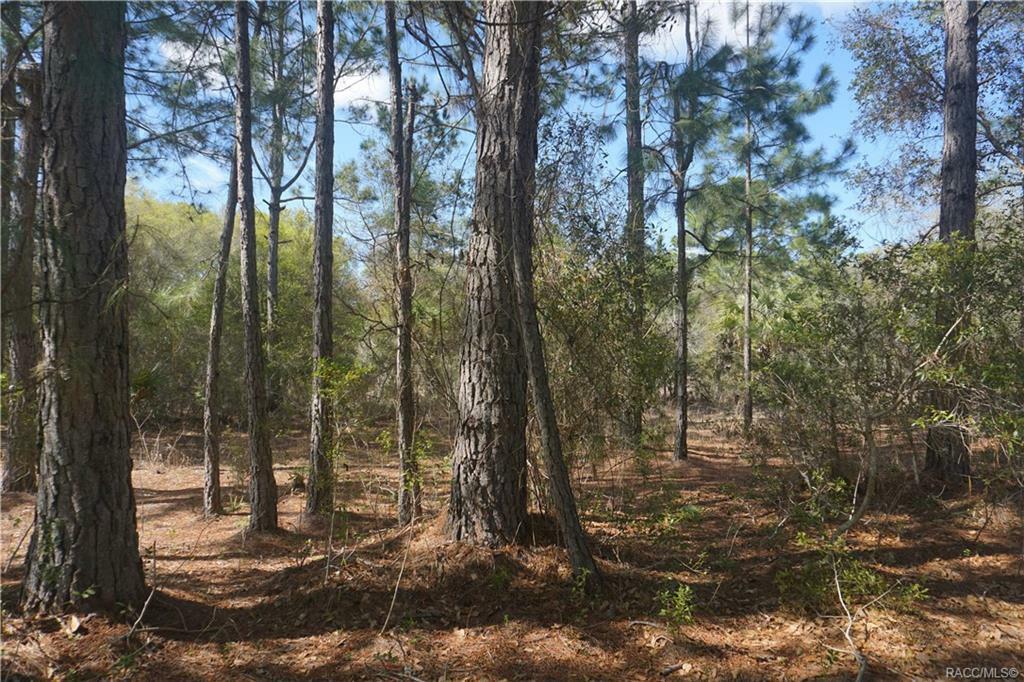 Property Photo:  11713 W Cornflower Drive  FL 34428 