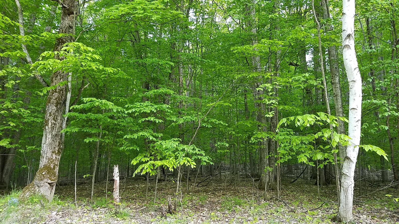 Property Photo:  1687 Michaywe Dr Lot 1154  MI 49735 