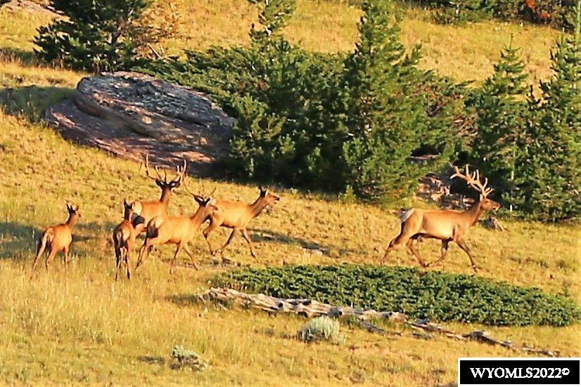 Tbd Big Horn Mountain Road  Ten Sleep WY 82442 photo