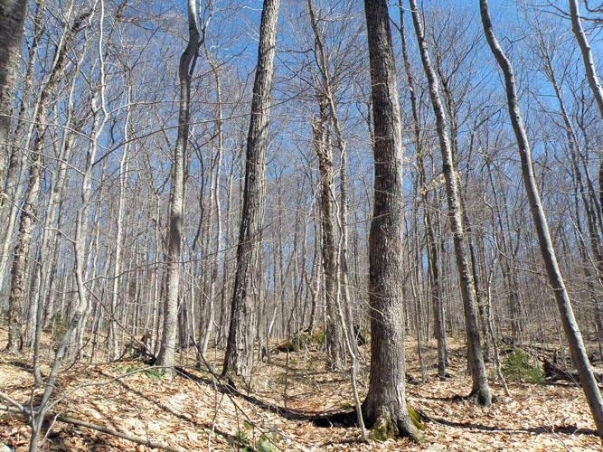Property Photo: 0 Ward Brook Road VT 05660