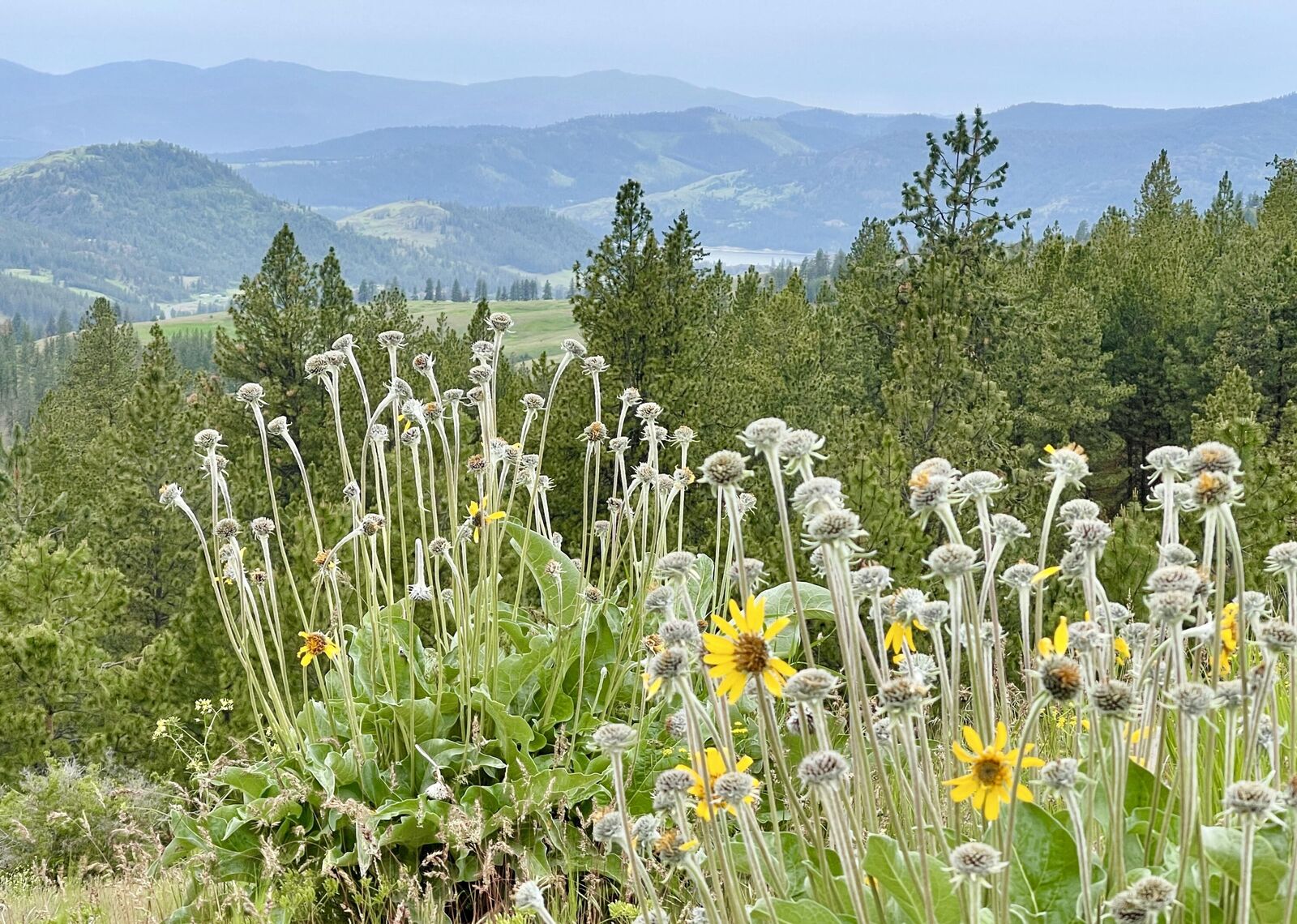 Property Photo:  63xx Selder Rd  WA 99137 