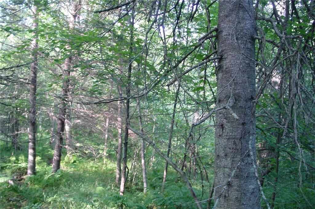Property Photo:  40 Acres On Fedyn Road  WI 54848 