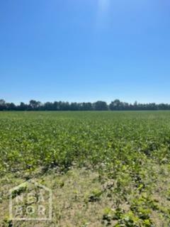 74 Acres Cr 265  Rector AR 72461 photo