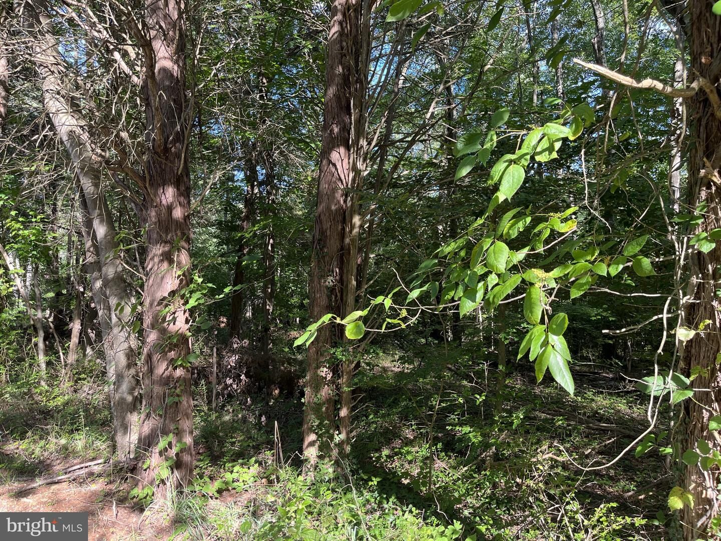 Property Photo:  Roosevelt Blvd  MD 20621 