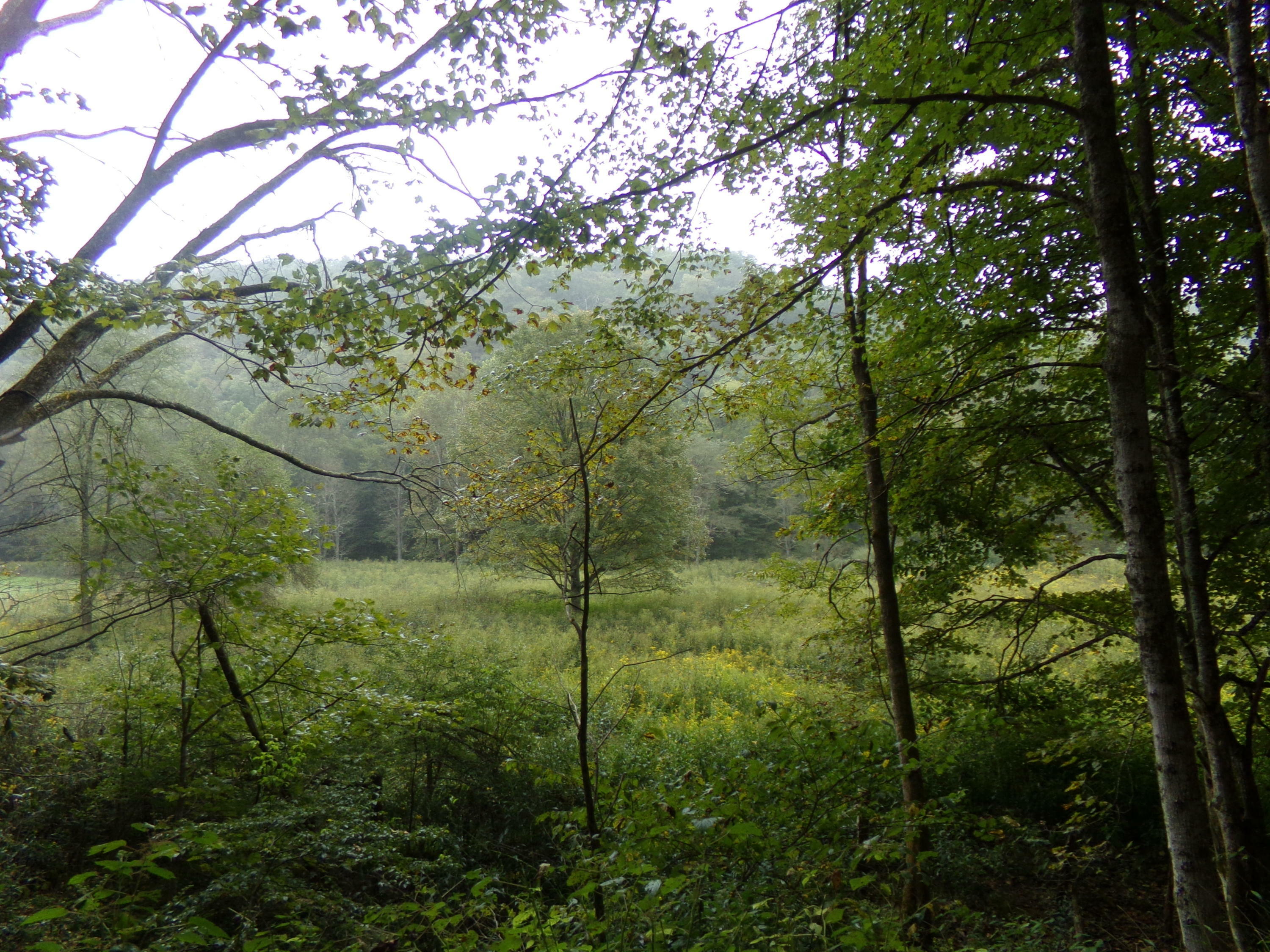 Property Photo:  Robbins Fork Road  WV 24966 