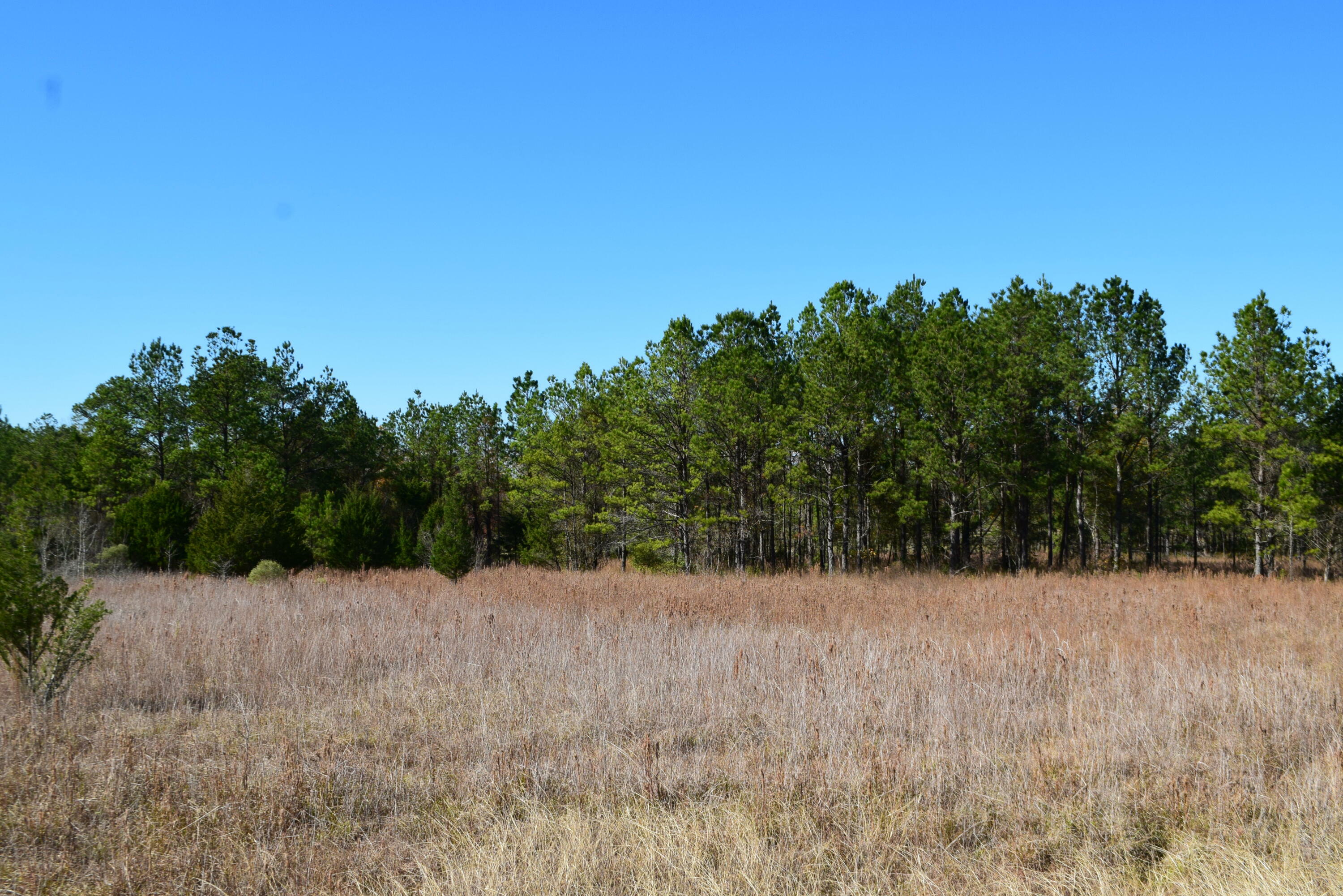 Property Photo:  Leonard Hunt Rd. 41 Acres  LA 71446 