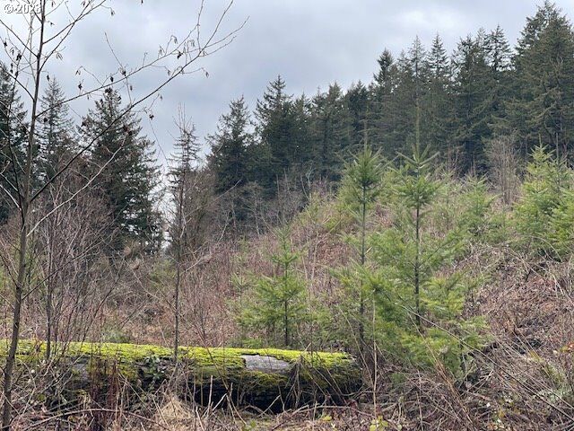 SW Lost Bear Rd  Stevenson WA 98648 photo