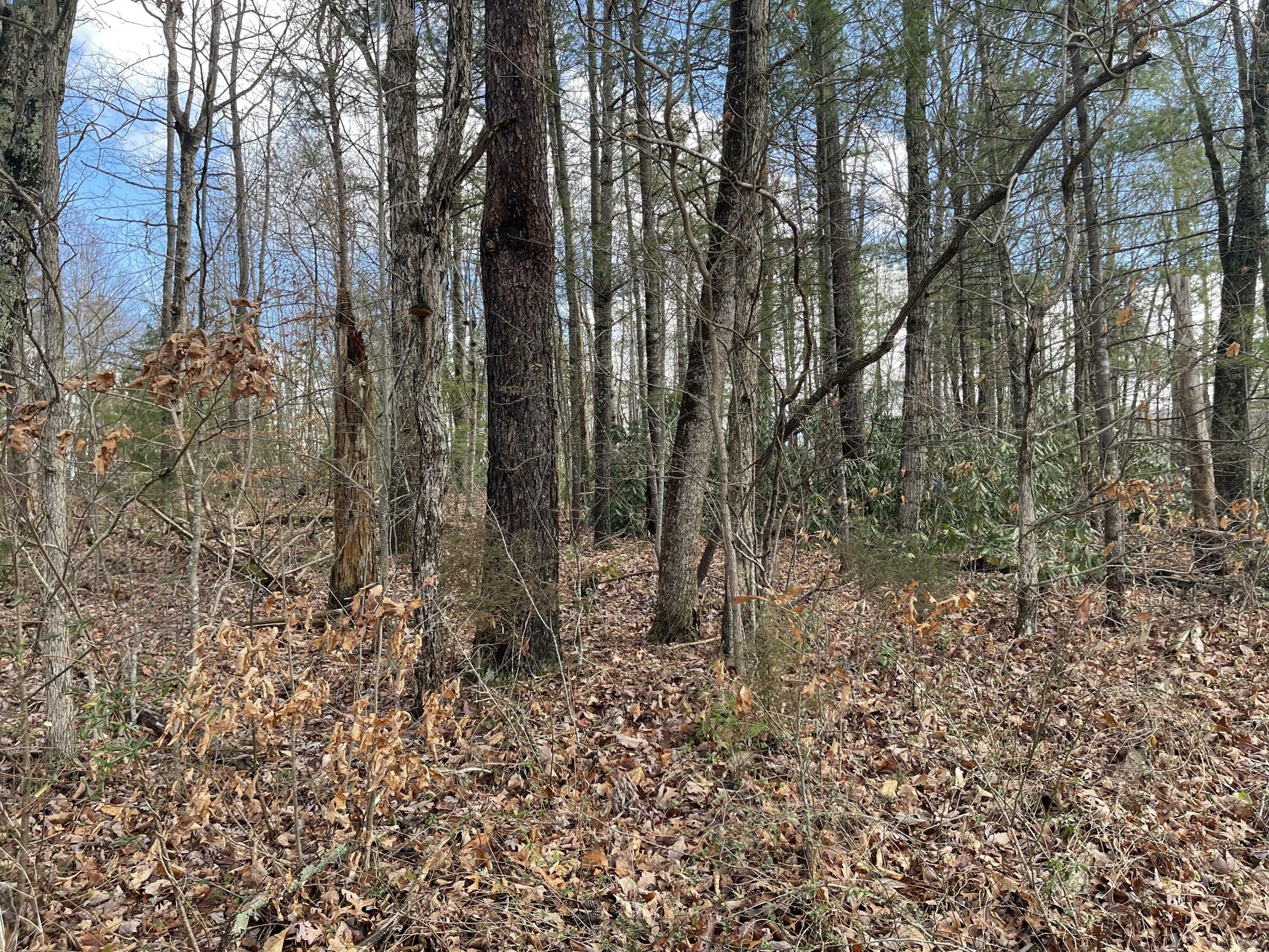 Property Photo:  .56 Ac Greystone Road  TN 37743 