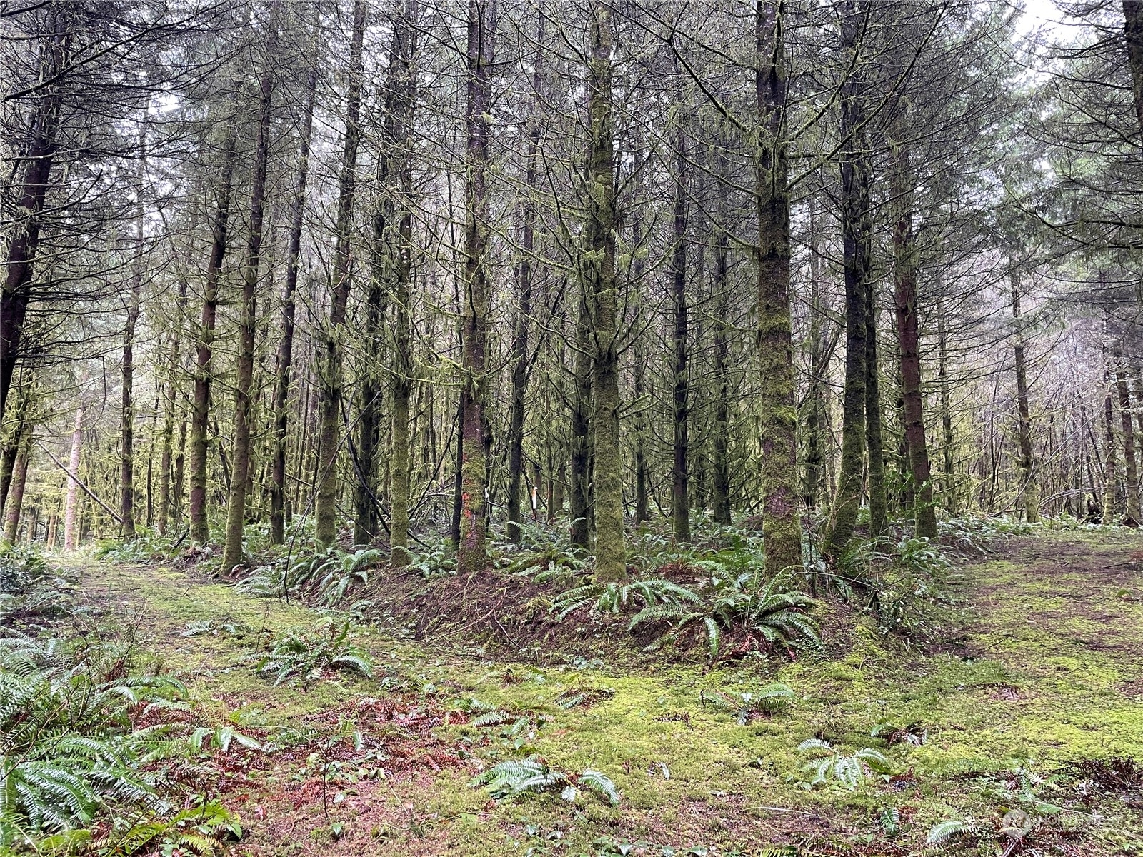 Property Photo: 0 Big Hanaford Road WA 98531