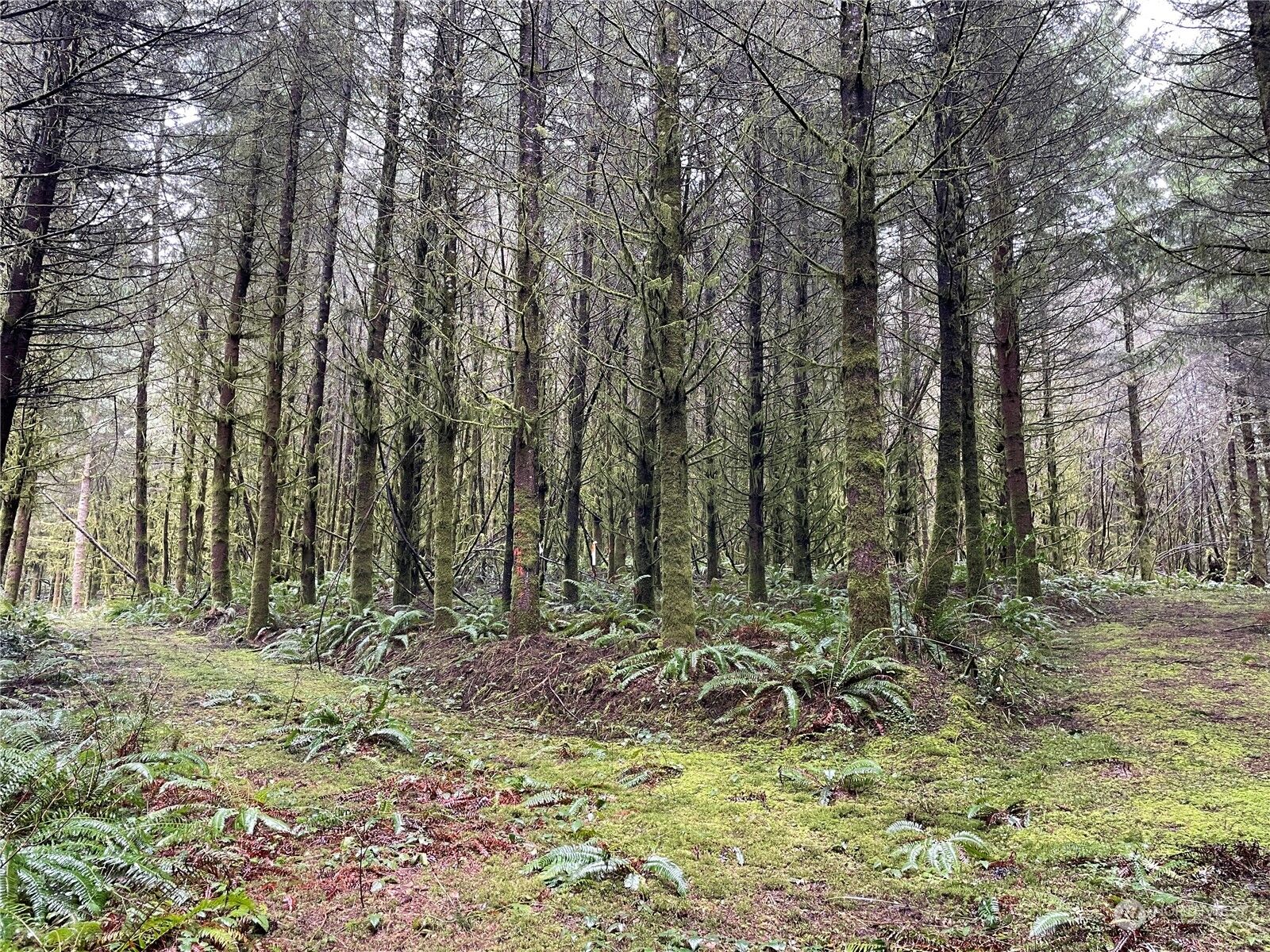 Property Photo:  0  Big Hanaford Road  WA 98531 