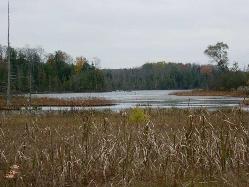 Property Photo:  5592 N Pinewood Drive  MI 49644 