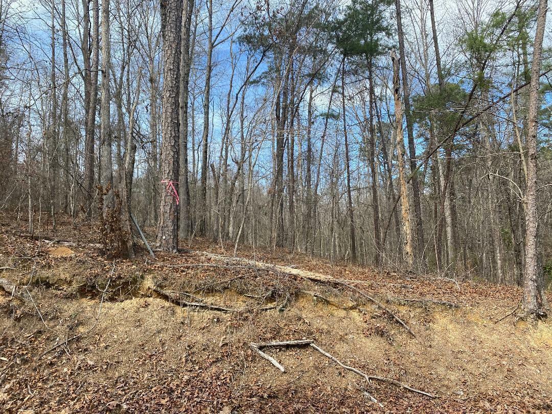 Property Photo:  Raccoon Branch Rd  AL 35504 