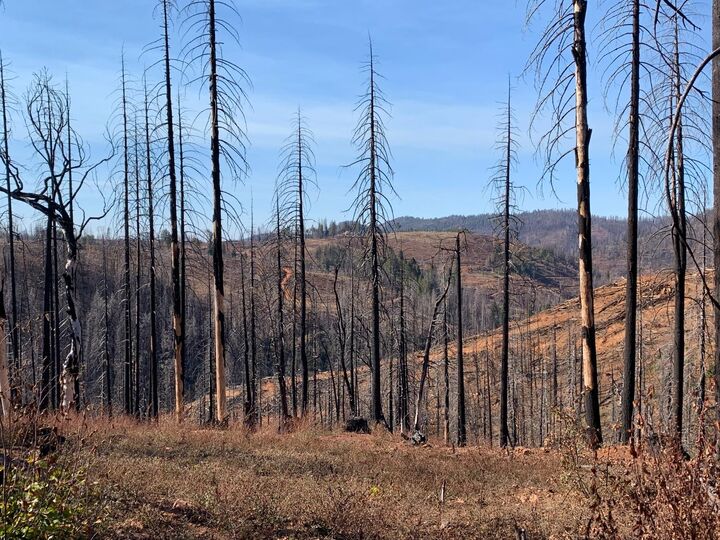 40 Acres Big Canyon Loop  Grizzly Flats CA 95636 photo