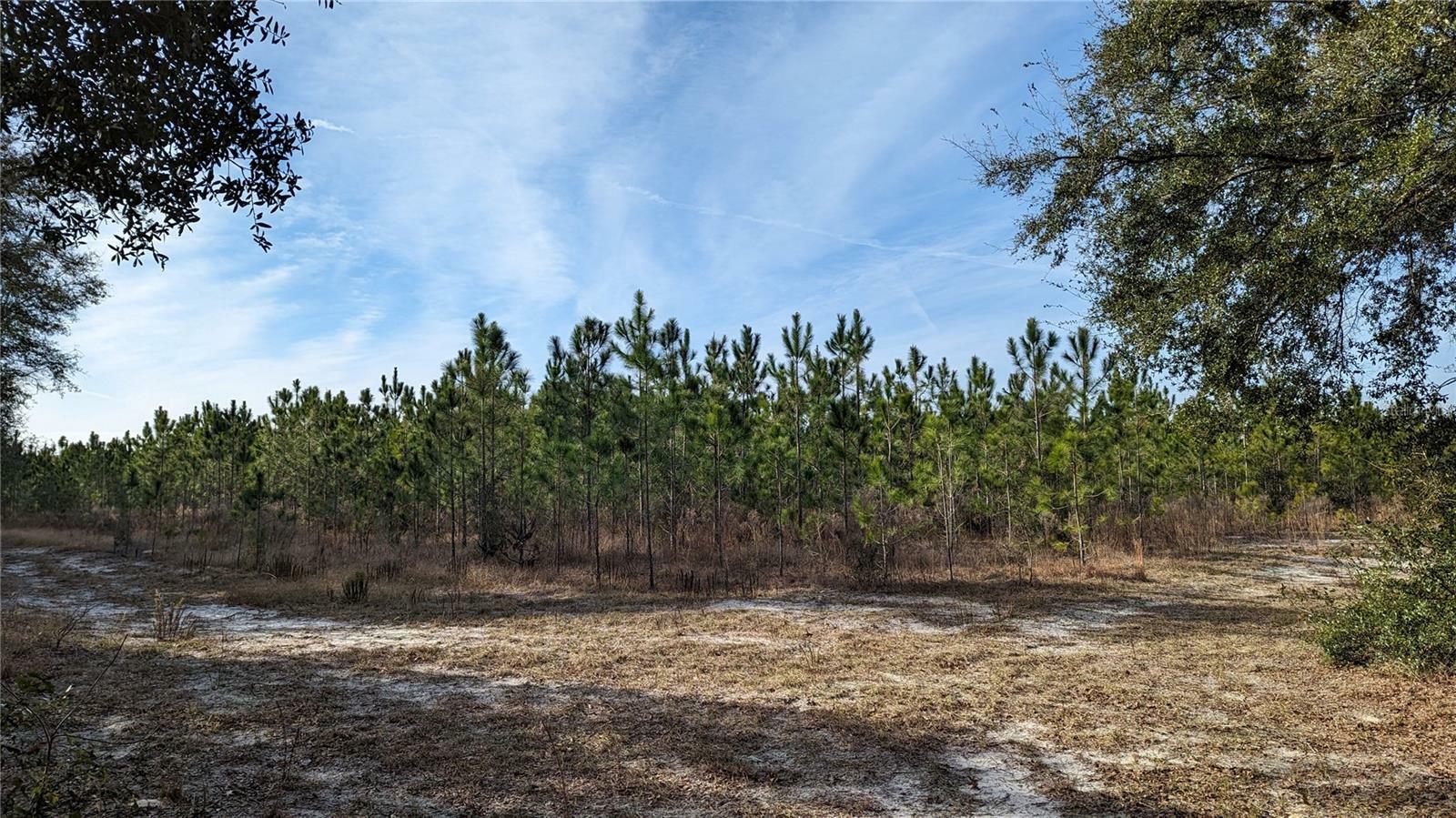 Property Photo:  64.7 Ac Off Dixie (NE 30th St) Highway  FL 32643 