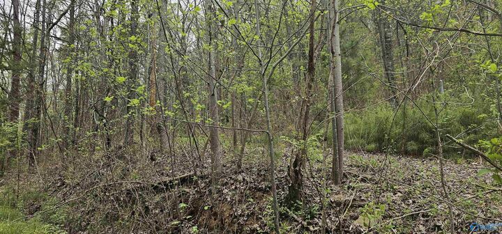 Property Photo:  52179 Norman Avenue  AL 35954 