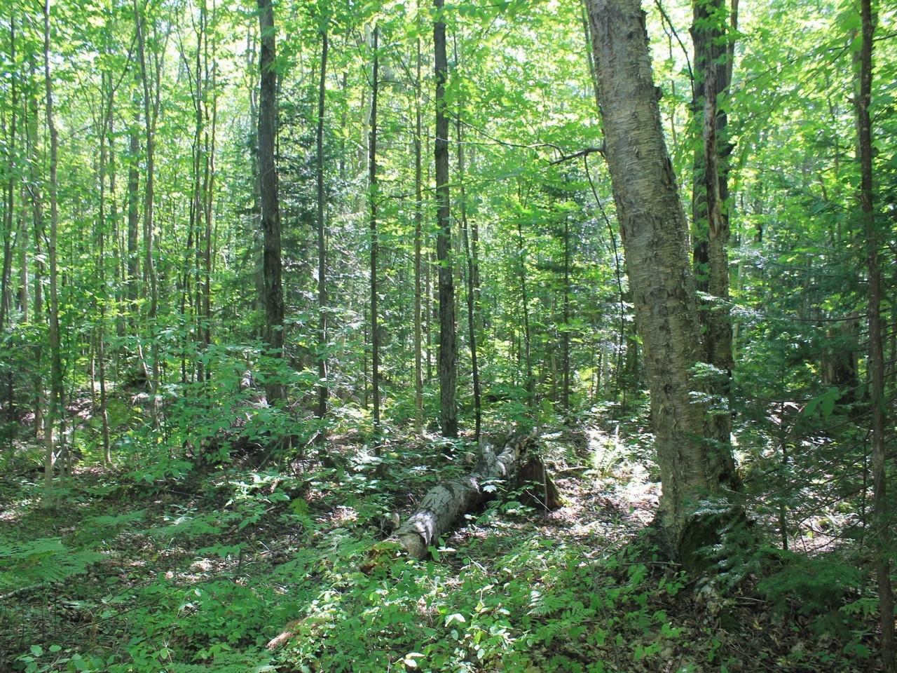 Property Photo:  Lot 37 Alpine Dr  WI 54565 