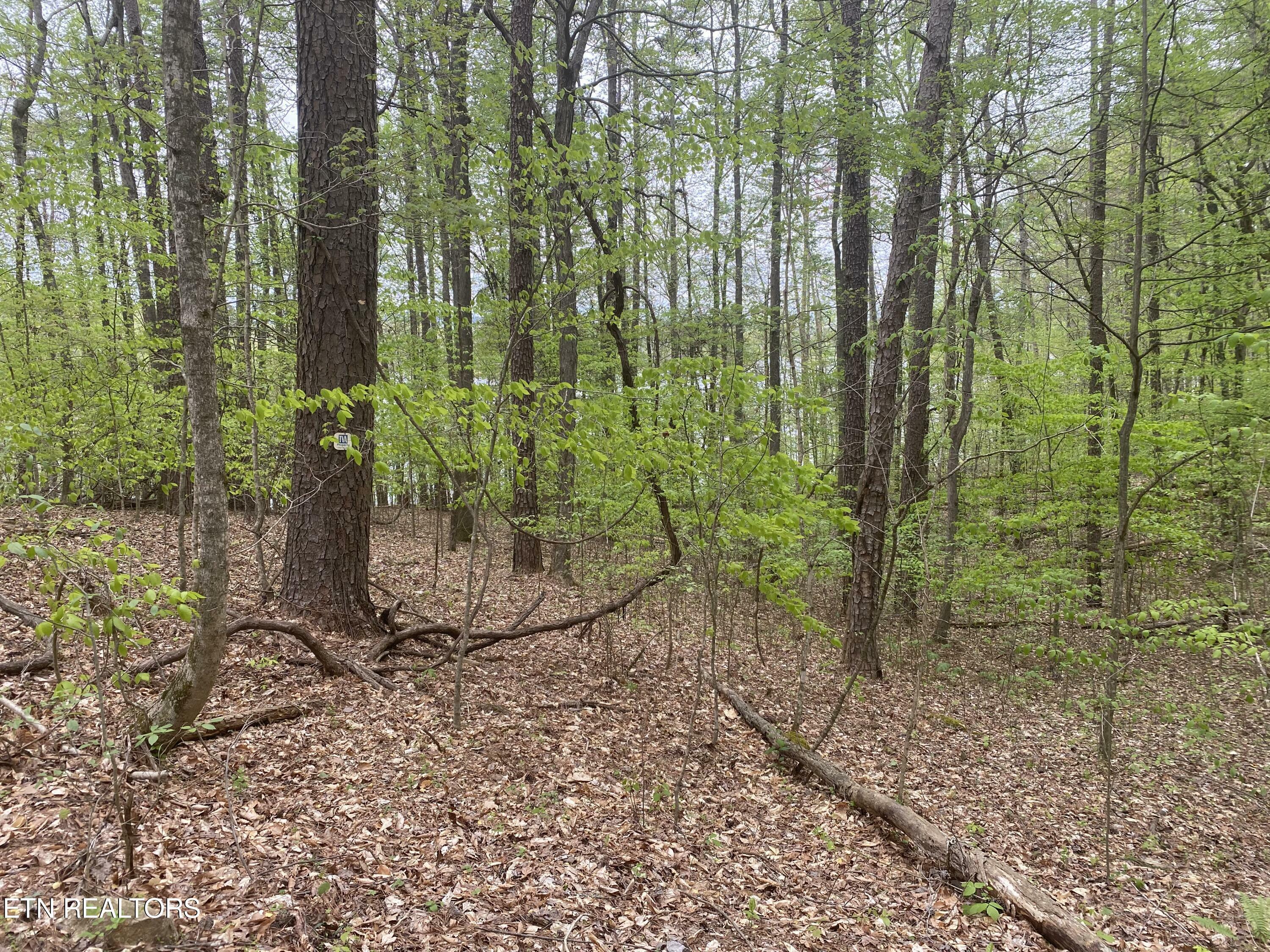 Property Photo:  Lot#4,5&6 Lakewood Rd  TN 37807 