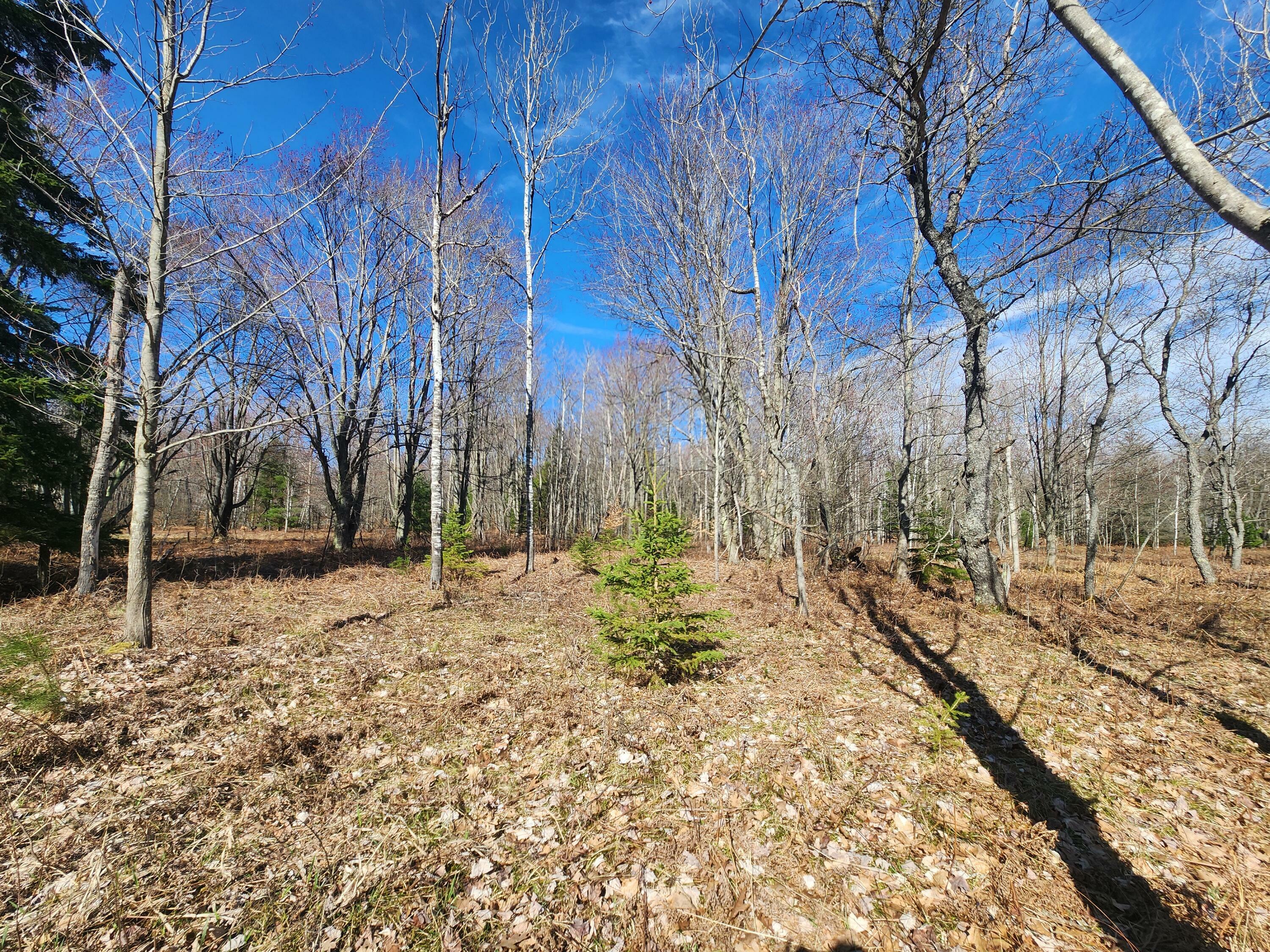 Property Photo:  Lot 1829 Sandpiper Trail  MI 49735 