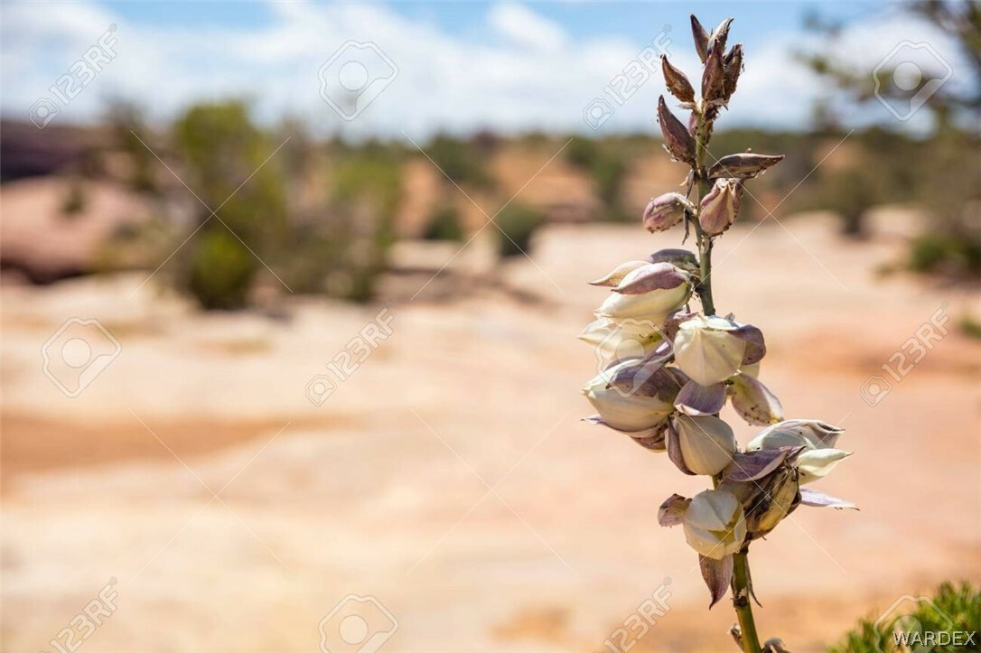 Property Photo:  000 W Hollinger Drive  AZ 86438 