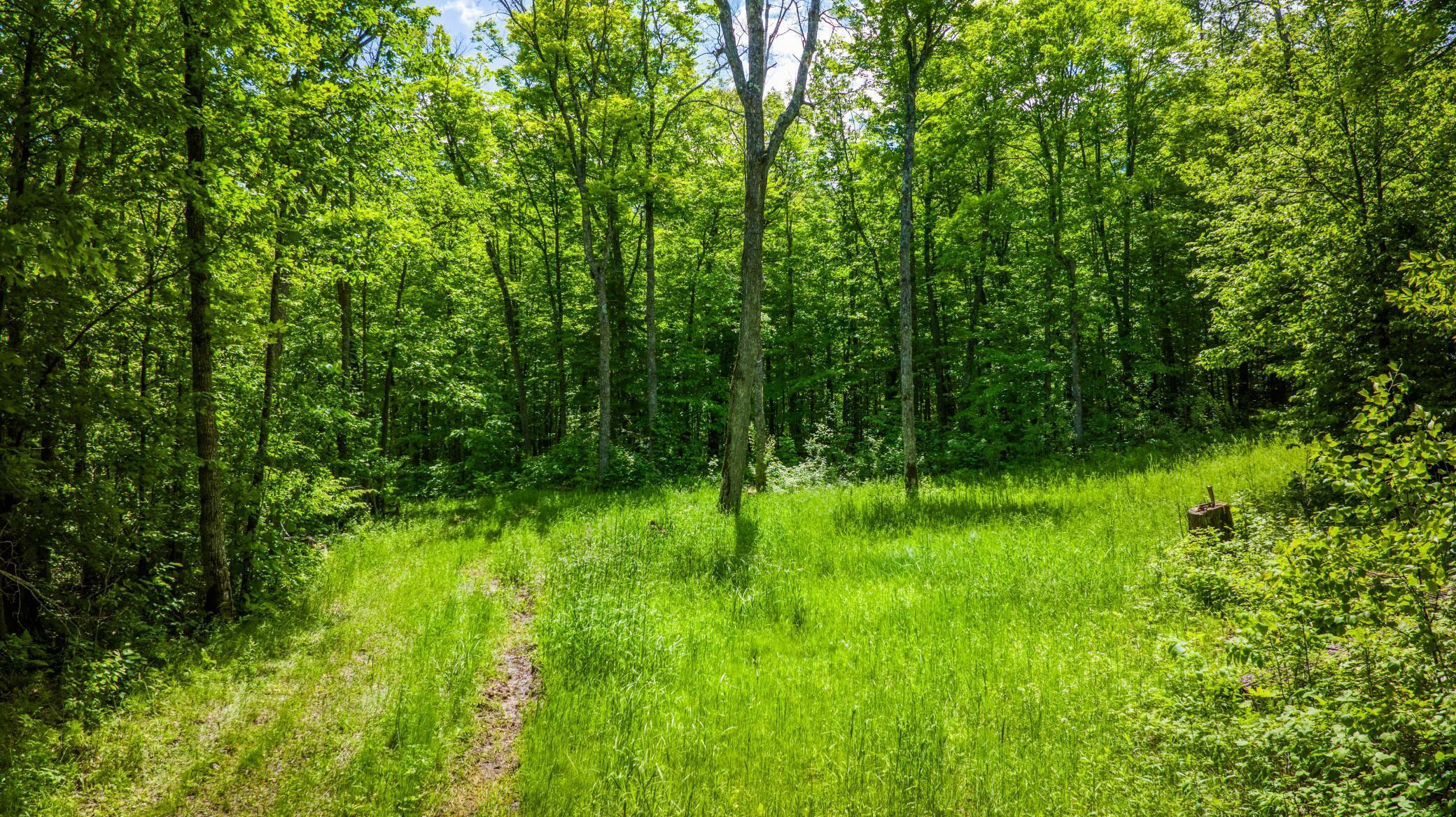 Tbd Deervine Trail NE  Tenstrike MN 56683 photo