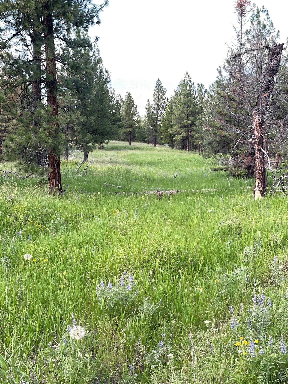 Property Photo: 2444 Morning Dun Road - Lot 3 Road MT 59804