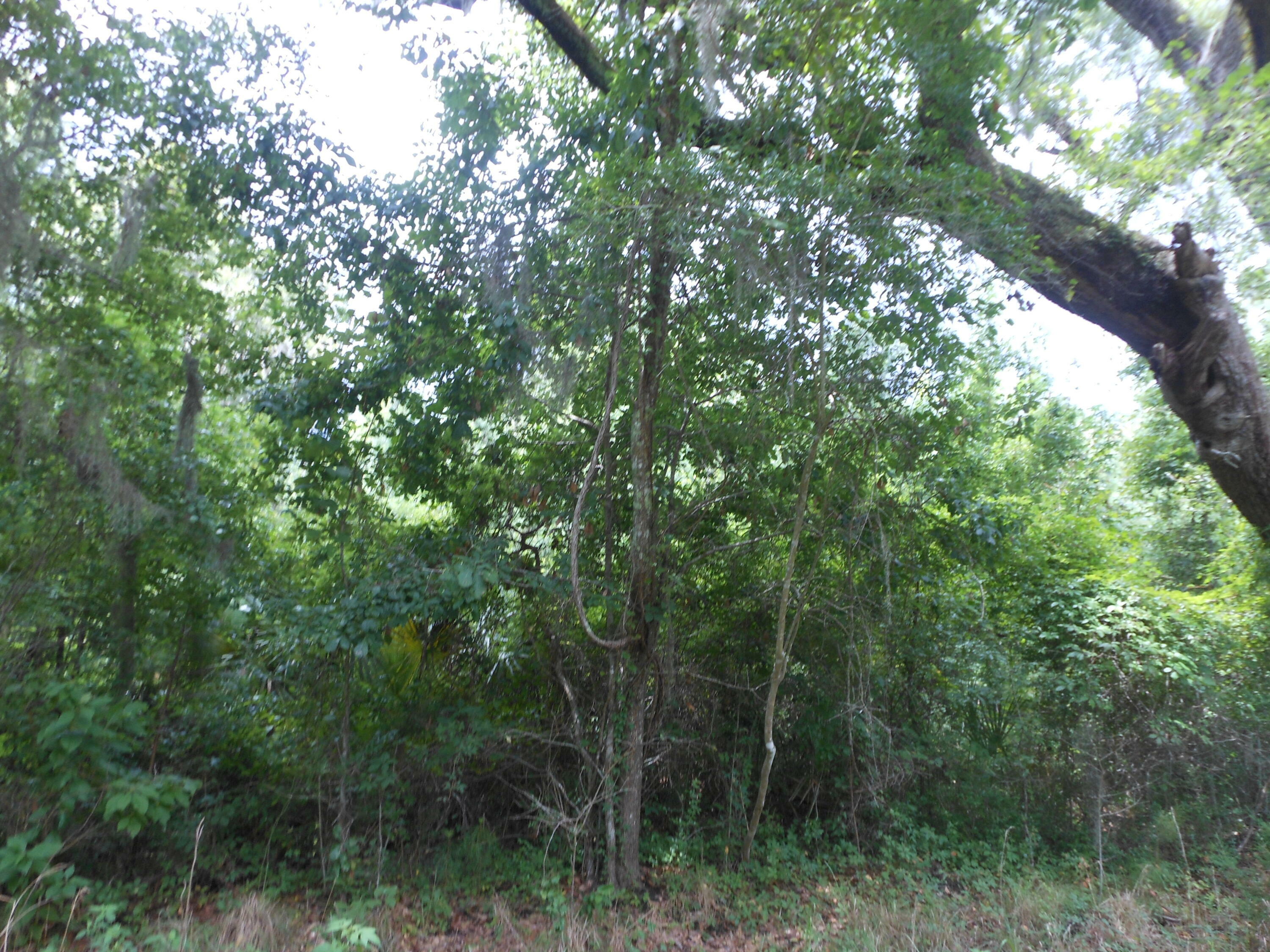 Property Photo:  8046 Cedar Hall Road  SC 29438 