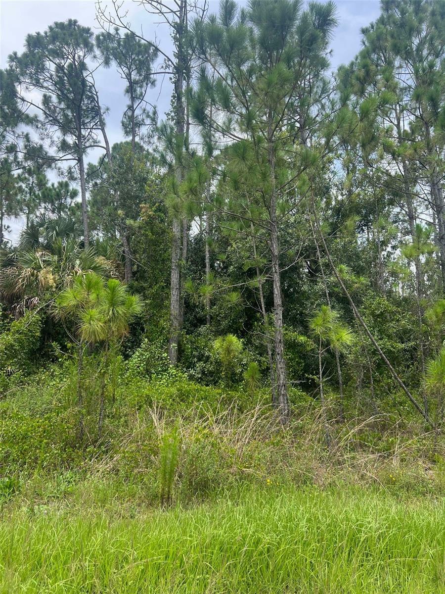 Property Photo:  Bignay Road  FL 34288 