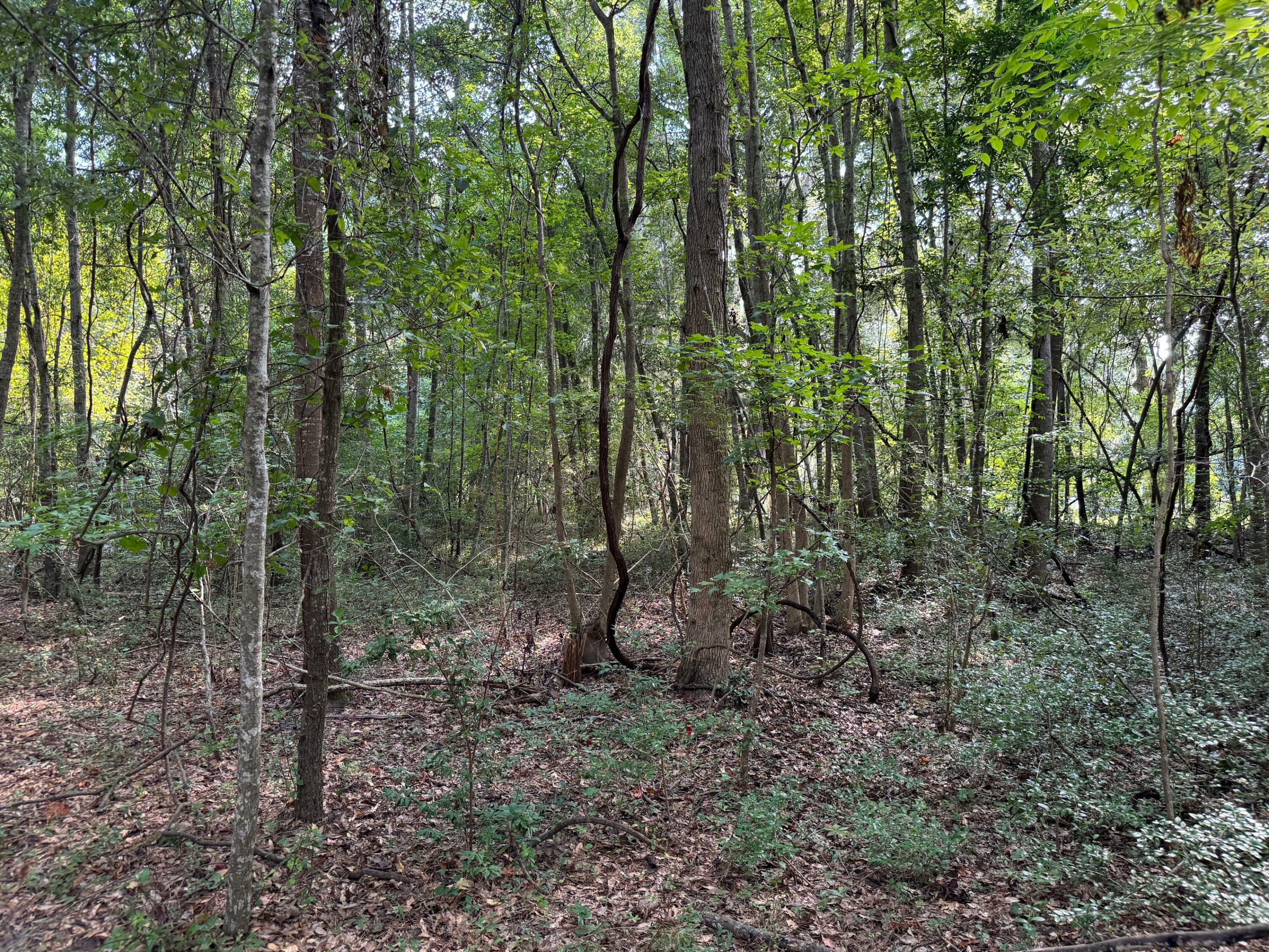 Property Photo:  2293 Highway 174 Highway  SC 29438 