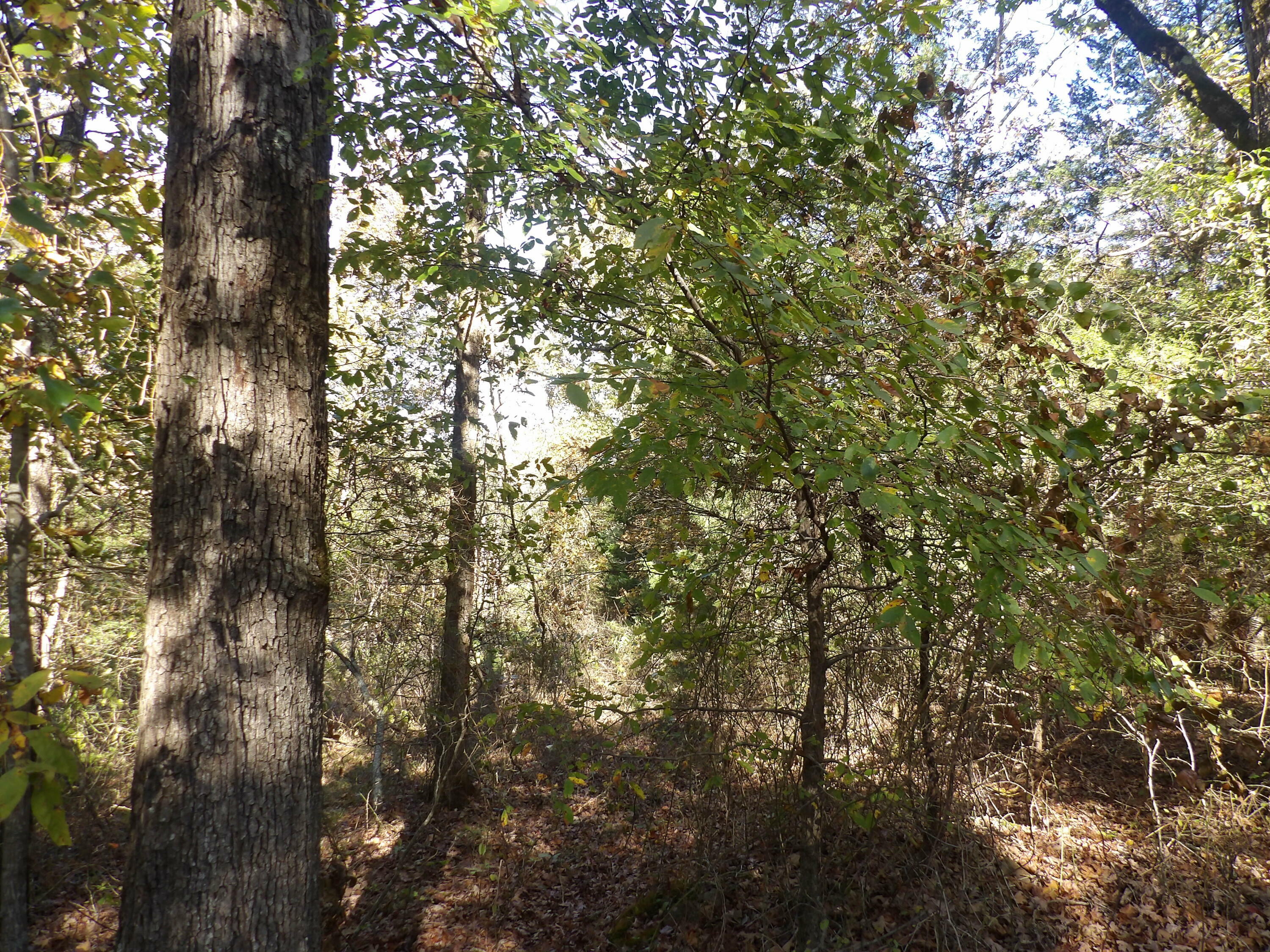 Property Photo:  Tract 4 Land Off Meimerstorf Lane  AR 72801 