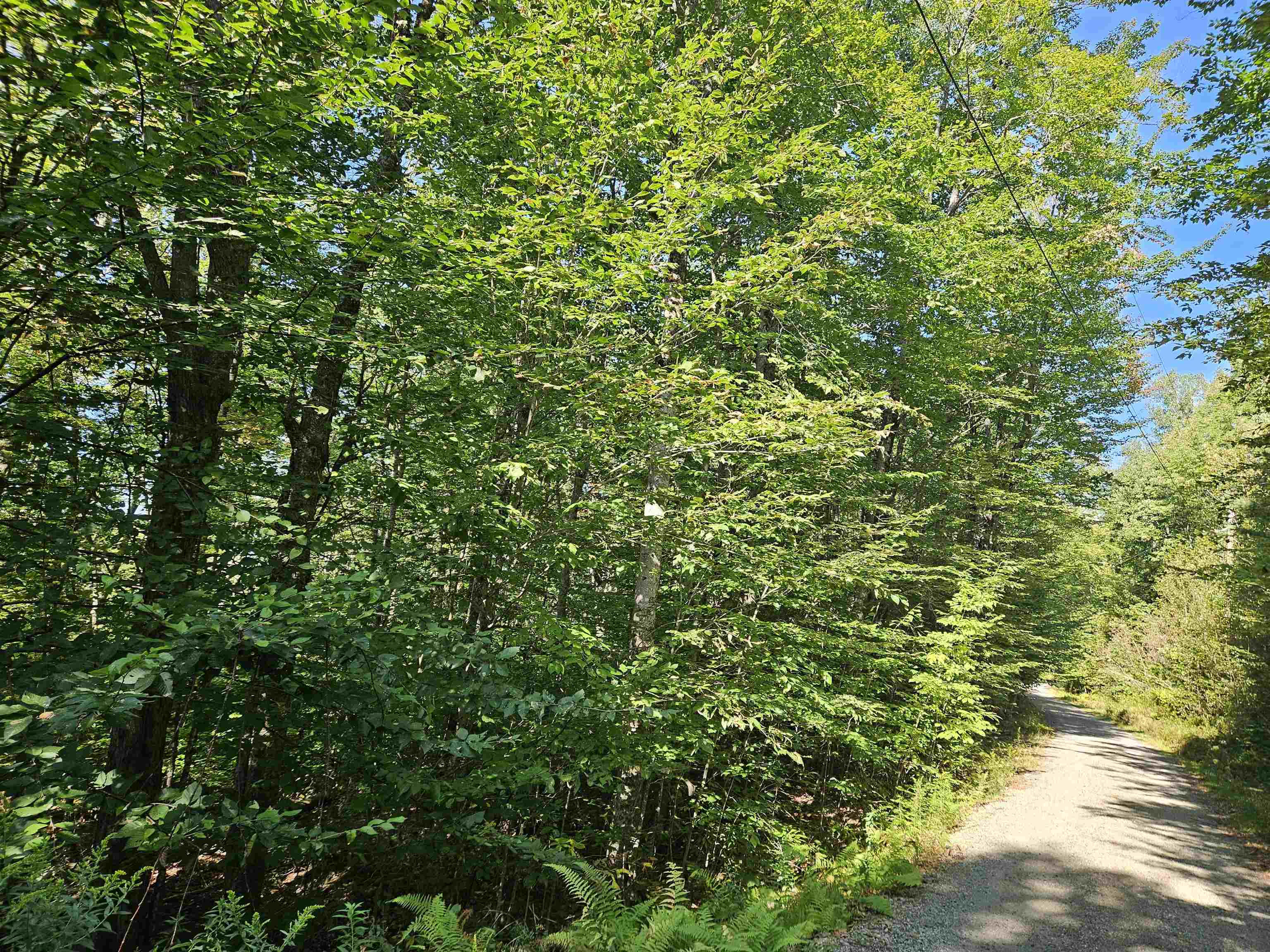 Property Photo:  Lot 21 Wallace Hill Road  NH 03580 