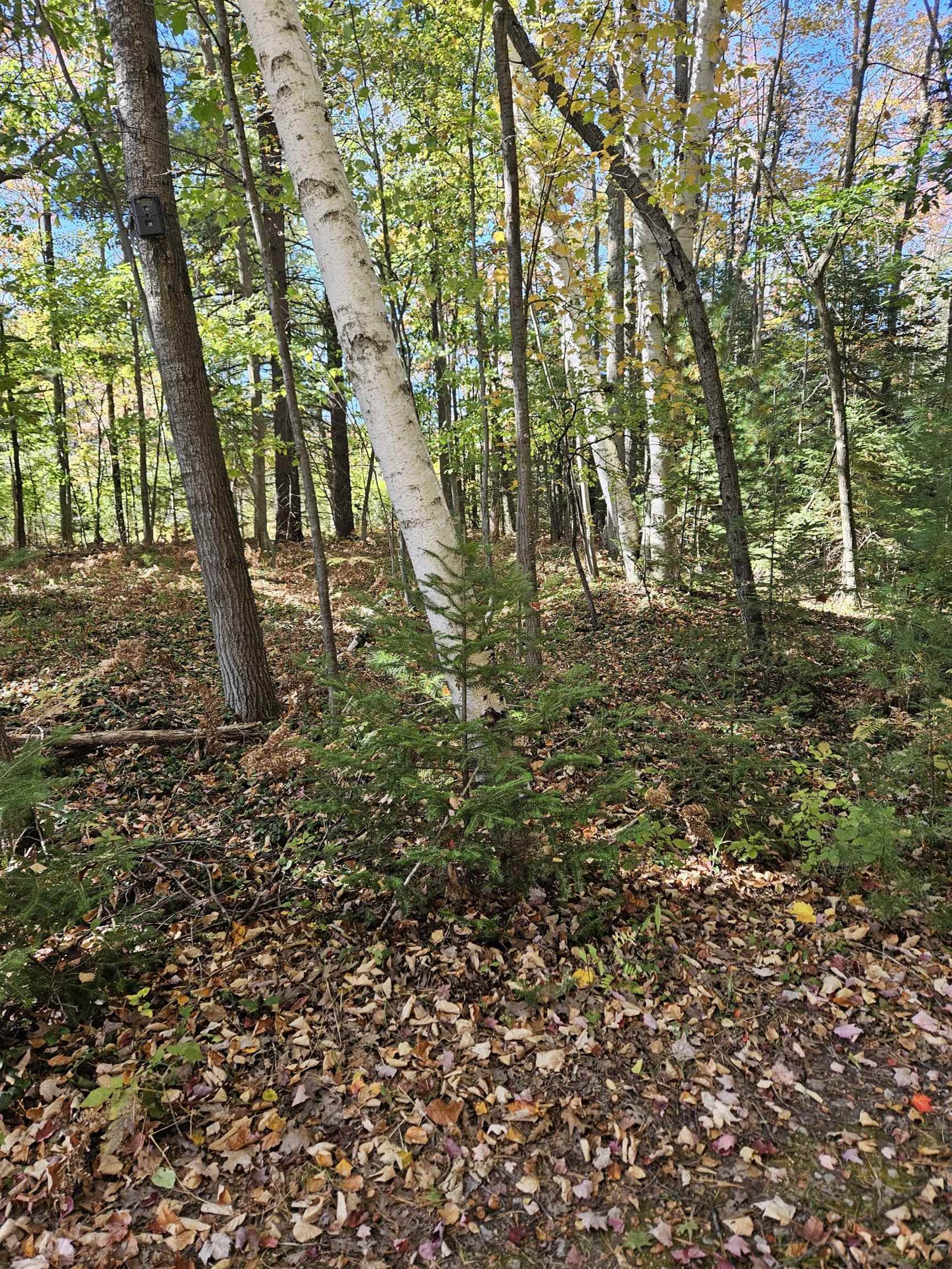 Property Photo:  8300 Kokosing Road  MI 48739 