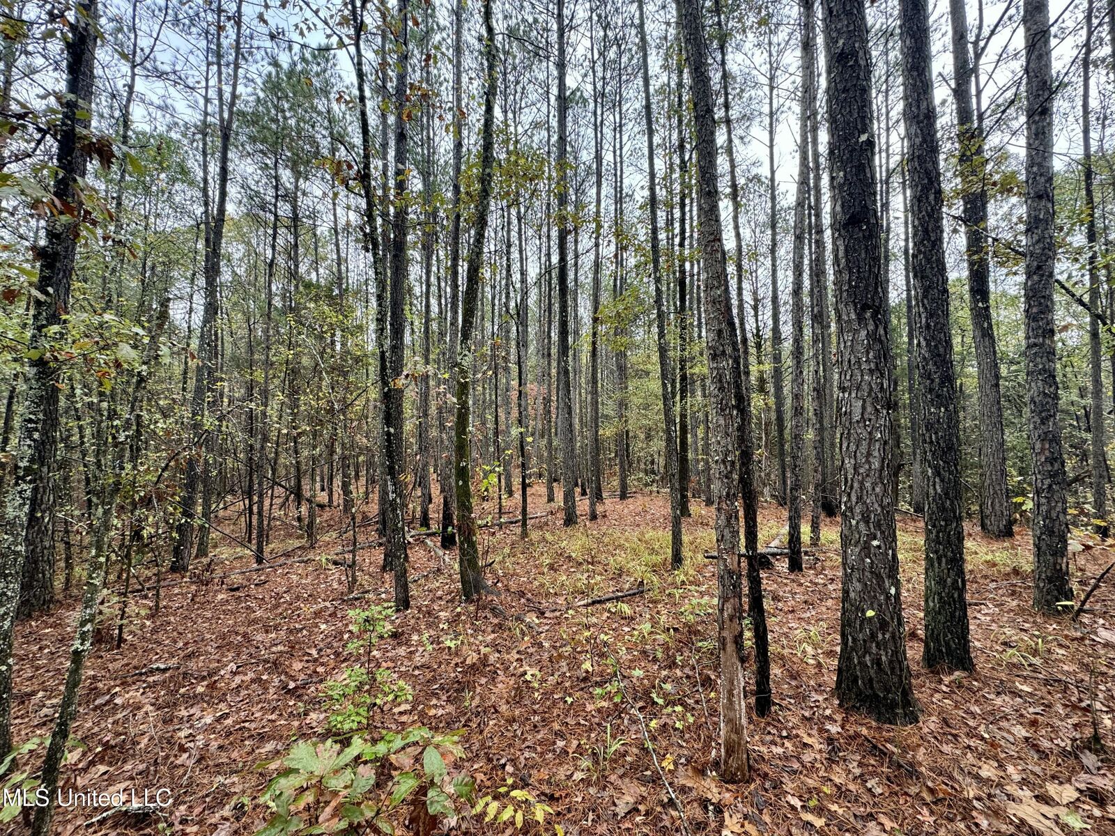 Property Photo:  Cr Rd 82  MS 38922 