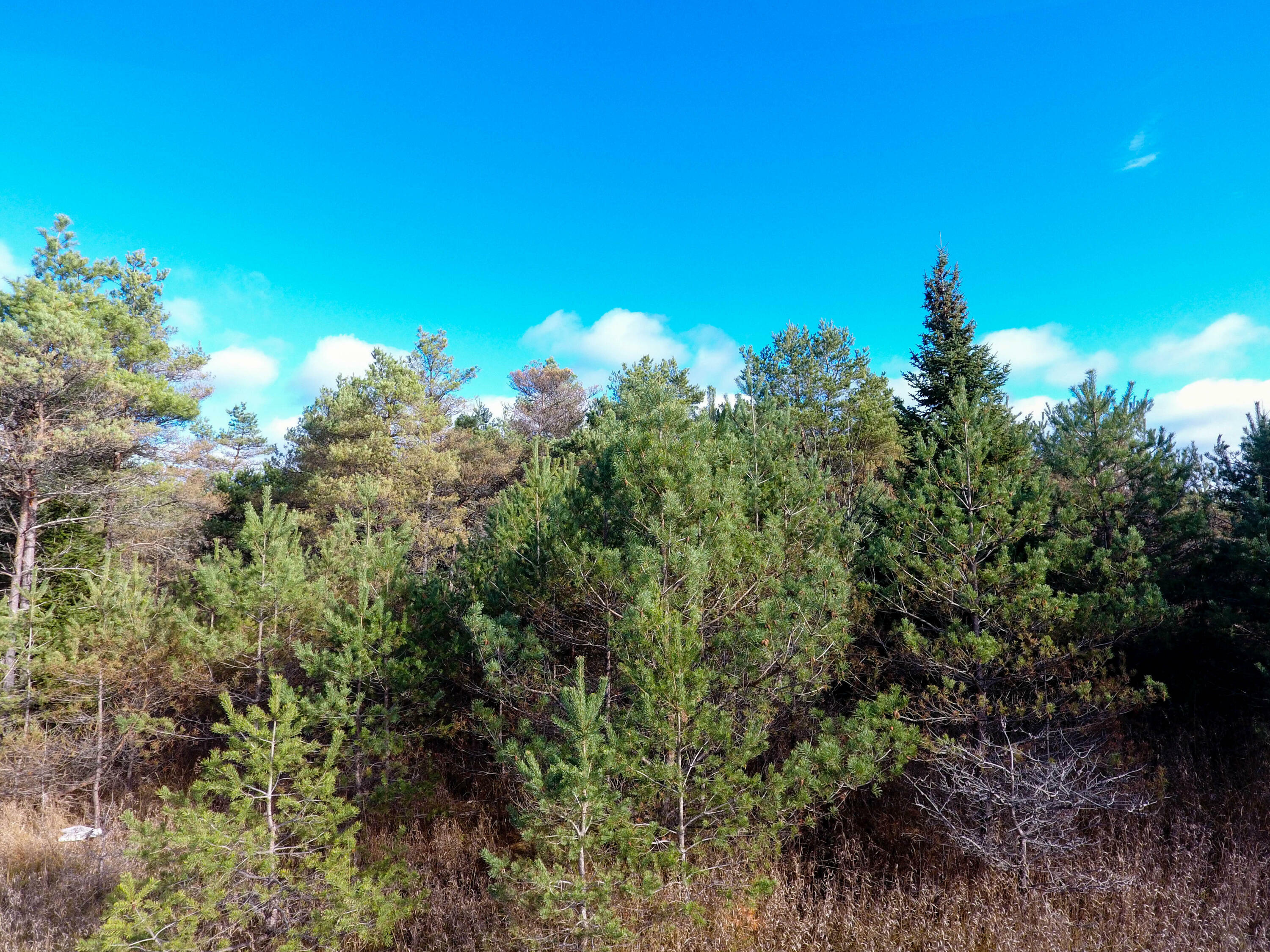 Property Photo:  N Black River Road  MI 49721 