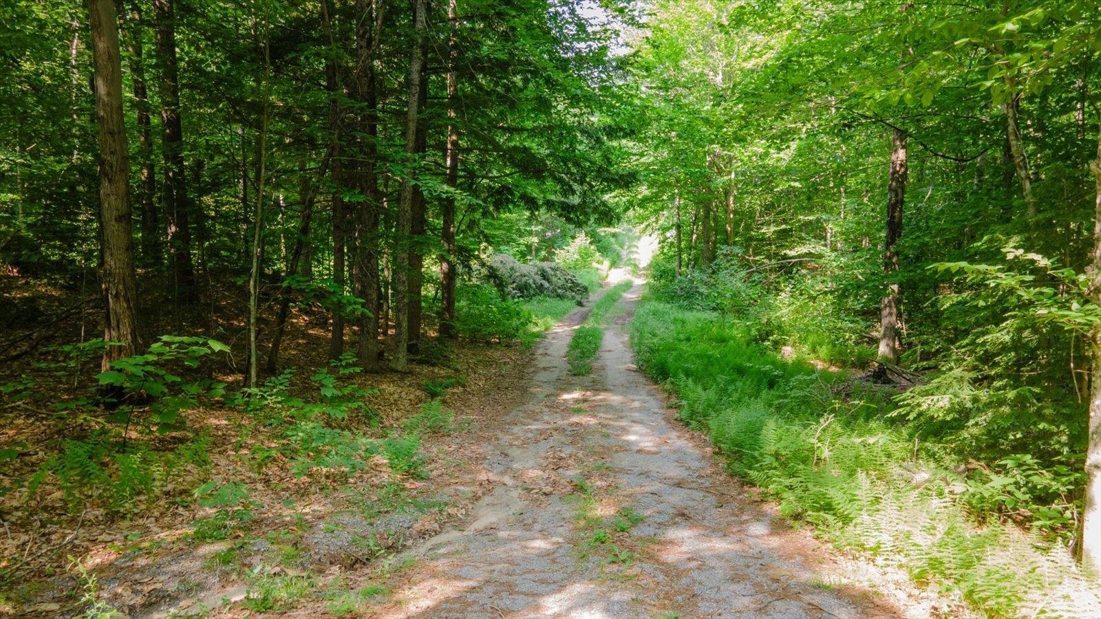Property Photo: 127 Salmon Brook Road NH 03440