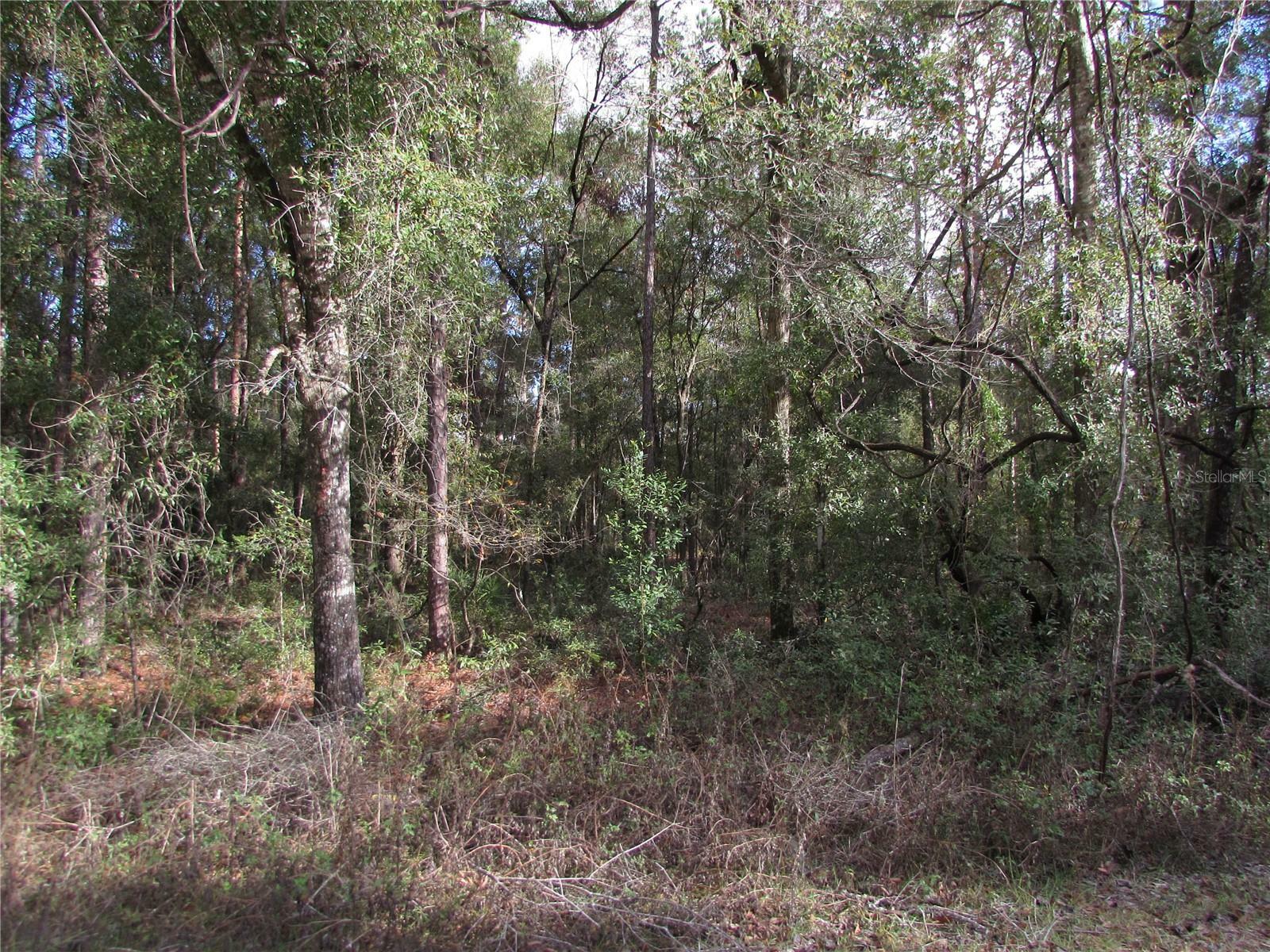 Property Photo:  Lot 6 SW 161 Court Road  FL 34481 