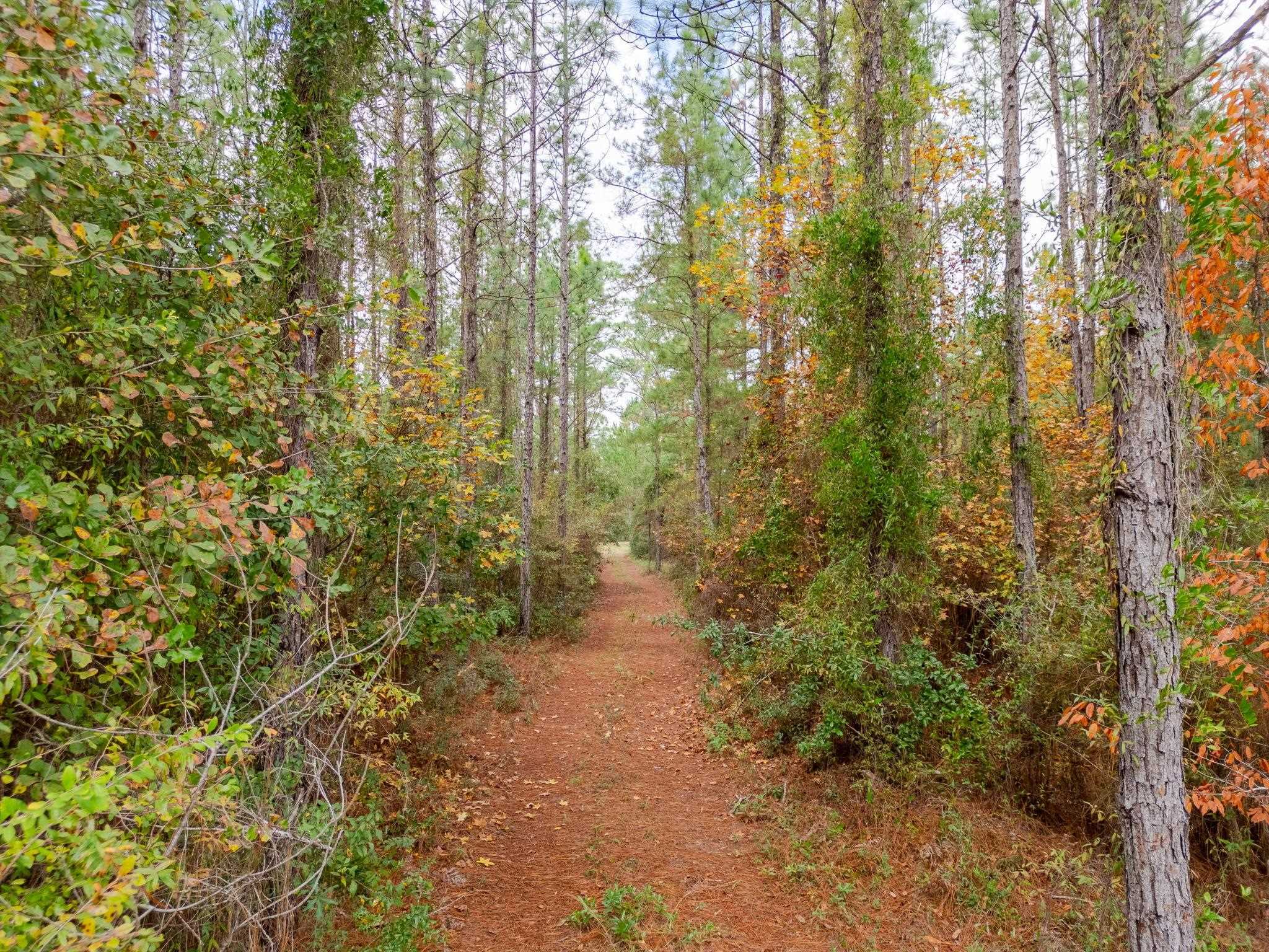 Pine Bluff Trail  Tallahassee FL 32312 photo