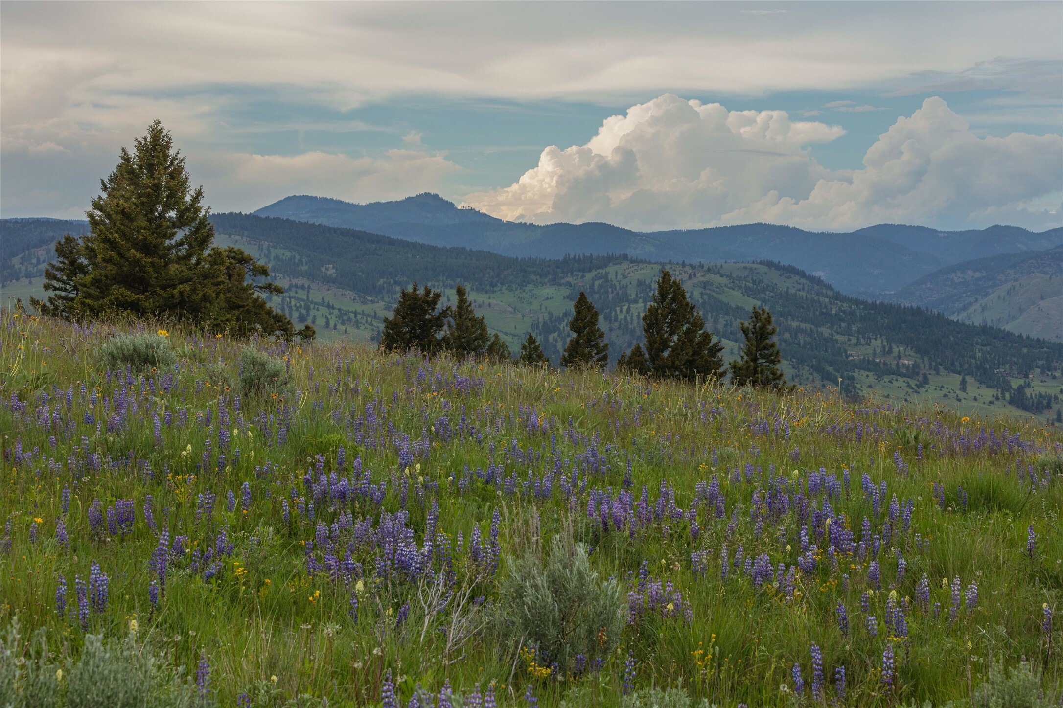 Property Photo:  3 Bull Elk Tract  MT 59832 