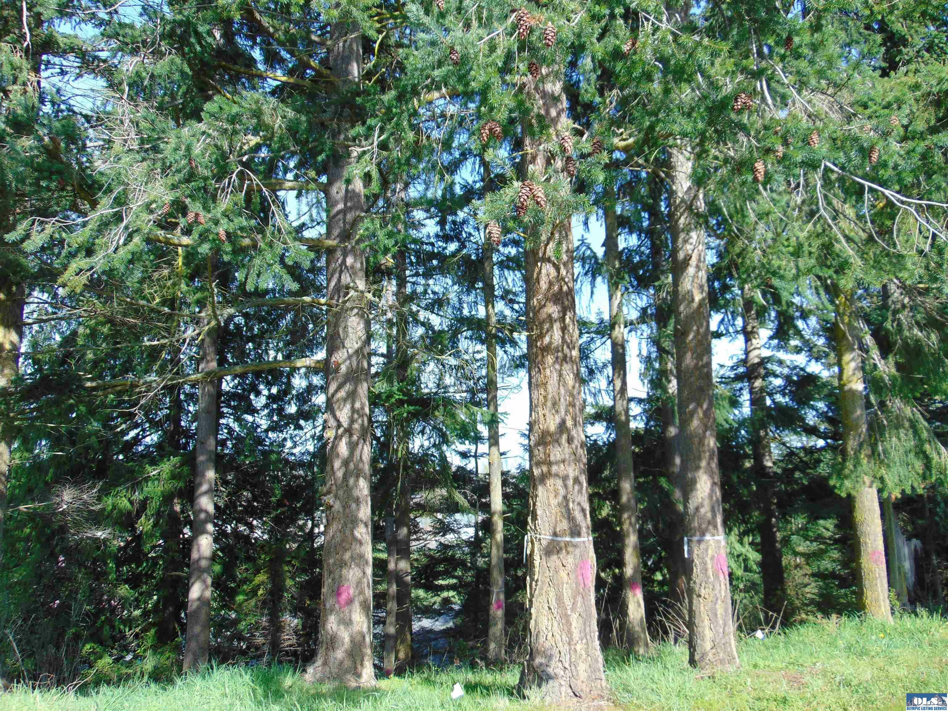 Nka Ridgetop  Sequim WA 98382 photo