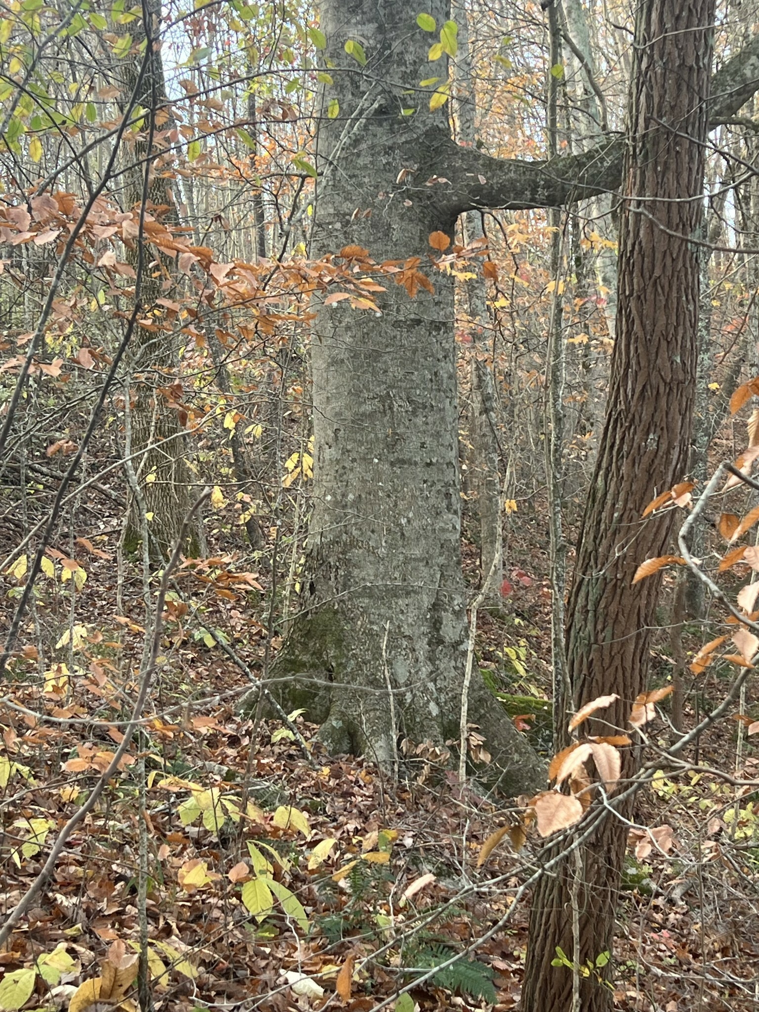 Property Photo:  0 Burkesville Hwy  TN 38551 