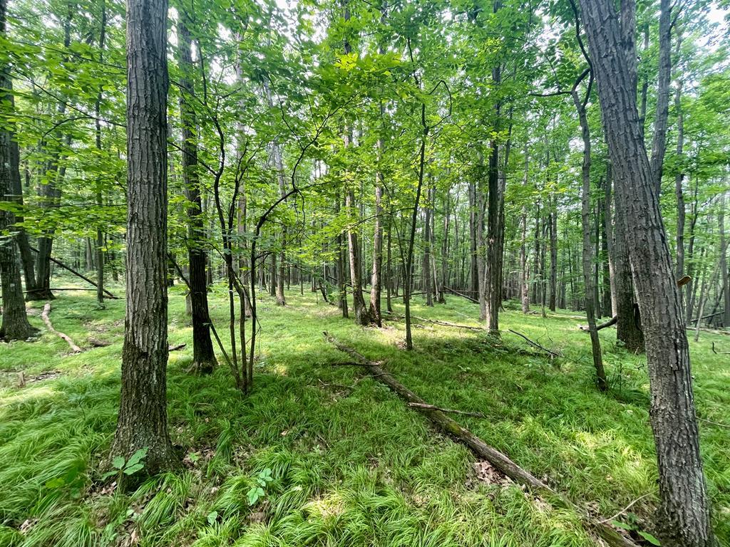 Parcel A Altay Road  Rock Stream NY 14878 photo