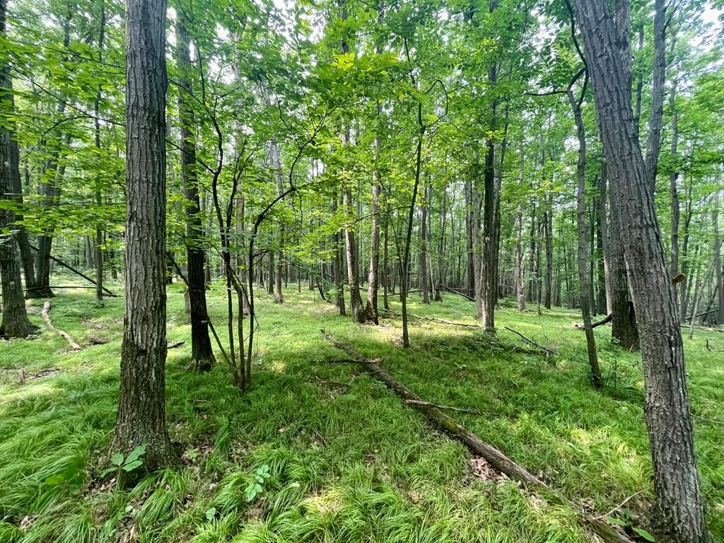 Property Photo:  Parcel A Altay Road  NY 14878 