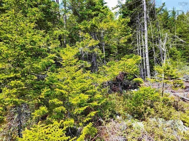Property Photo:  Lot Back Road  NS B0J 2H0 