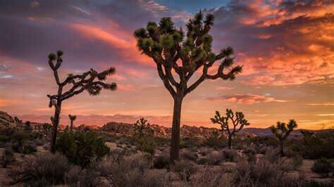 Property Photo:  Na Joshua Tree Hwy 62  CA 92252 